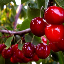 Вишня Лебедянская (средний сорт)