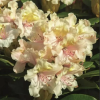 Рододендрон (Rhododendron) крупноцветковый 'Fryderyk' 30-40 С5 ПЧ/25
