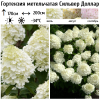 Гортензия метельчатая "Сильвер Доллар" на фото