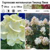 Гортензия метельчатая "Тиклед Пинк" на фото