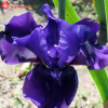Ирис карликовый "Бранниган" на фото
