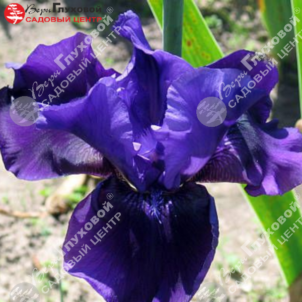 Ирис карликовый "Бранниган" на фото