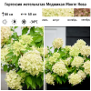 Гортензия метельчатая (Hydrangea paniculata) Меджикал Монте Нова С3 НАп/26