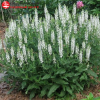 Шалфей дубравный (Salvia nemerosa) Шнеехугель С2 РРс/25