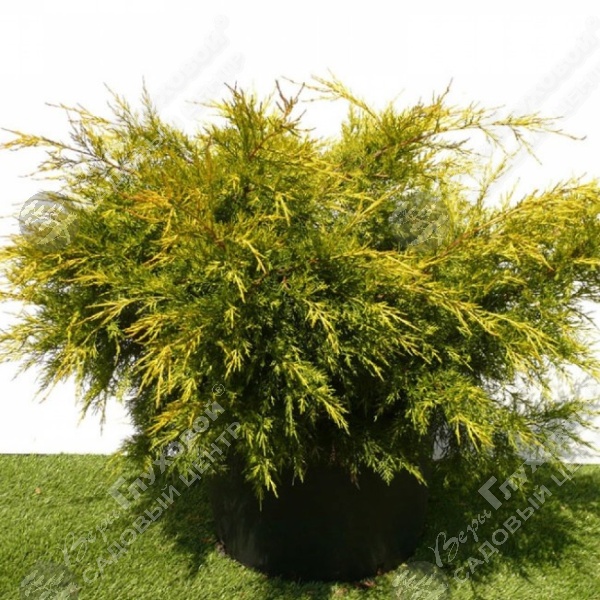 Можжевельник китайский "Куривао Голд" на фото