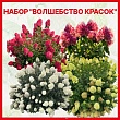 Набор гортензий 