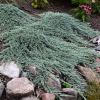 Можжевельник горизонтальный (Juniperus horisontalis) Айс Блю 30-40 С4 ГЕ/25