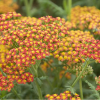 Тысячелистник обыкновенный (Achillea millefolium) Уолтер Фанк С2 ГлХ/24
