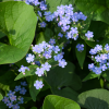 Бруннера крупнолистная (Brunnera macrophylla) С3 СП/24