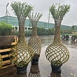 Ива плетеное дерево Ваза