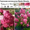 Гортензия метельчатая (Hydrangea paniculata) Фрейз Мельба 2-3вет ОКС СП/25