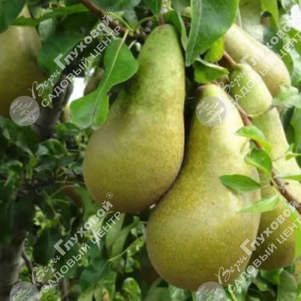 Груша "ДК-2" на фото