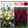 Гортензия метельчатая (Hydrangea paniculata) Самарская Лидия  С2 СП/26