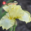 Ирис германский (Iris germanica) Мунлайт С3 ГлХ/23