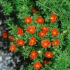 Лапчатка кустарниковая (Potentilla fruticosa) Мариан Ред Робин С3 СП/25