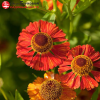Гелениум (Helenium) Меранти С3 ГлХ/23