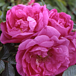 Роза Ругоза 