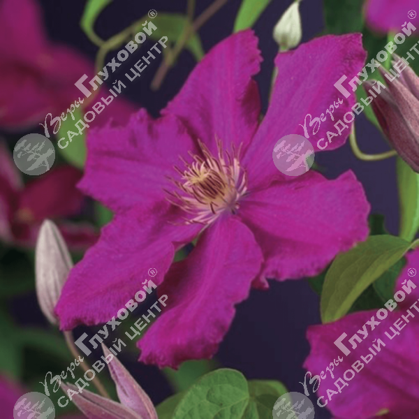 Клематис "Эрнест Маркхэм" на фото