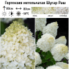 Гортензия метельчатая (Hydrangea paniculata) Шугар Раш  С2 СП/26