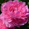 Пион молочноцветковый (Paeonia lactiflora) Зе Фаун С4 ГлХ/26