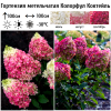 Гортензия метельчатая (Hydrangea paniculata) Колорфул Коктейль  С2 СП/26