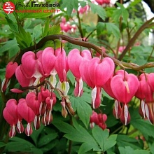 Основное изображение товара