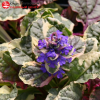 Живучка ползучая (Ajuga reptans) Бургунди Глоу С3 ГлХ/24