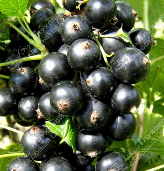 Смородина чёрная "Санюта" на фото