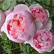 Роза флорибунда D.Austin 
