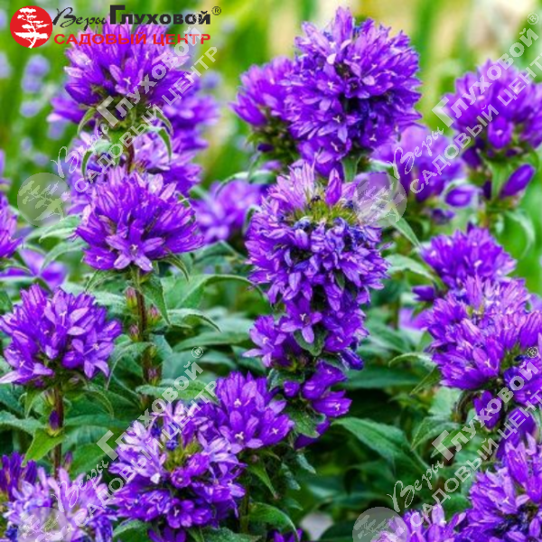 Колокольчик скученный "Суперба" на фото