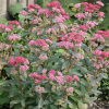 Очиток гибридный (Sedum hybride) Эбби Дор С3 РЛ/25