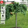 Вяз шершавый (Ulmus glabra) Пендула 12/14 Шт-220 С45 ГВр/26