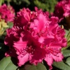 Рододендрон (Rhododendron) крупноцветковый 'Neon Kiss' 40-50 С15 ПЧ/26