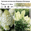 Гортензия метельчатая (Hydrangea paniculata) Меджикал Матерхорн  С2 СП/26