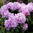 Рододендрон крупноцветковый 