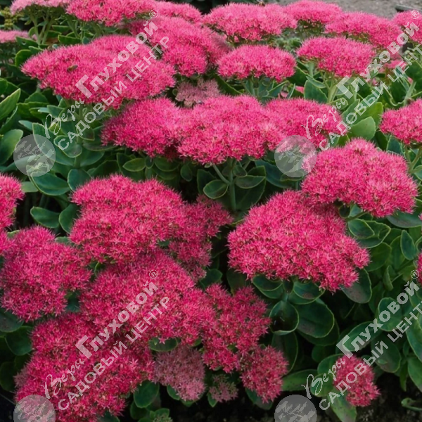 Очиток видный "Бриллиант" на фото