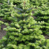 Пихта корейская (Аbies koreana) Тордис 30-40 С5 ГШт/25