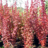 Барбарис Тунберга (Berberis thunbergii) Инспирейшн 30-50 С3 ПА/24