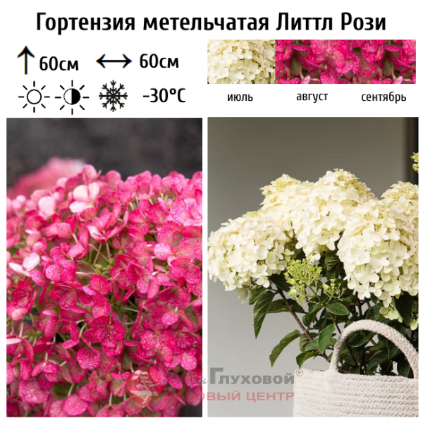 Основное изображение товара