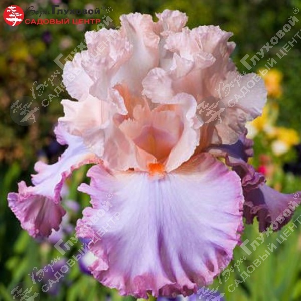 Ирис германский  "Пич Пикоти" на фото