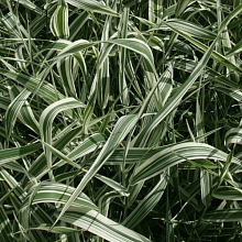 Основное изображение товара