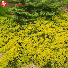 Основное изображение товара