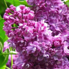 Сирень обыкновенная (Syringa vulgaris) Колхозница С7,5 ГлХ/22