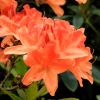 Азалия крупноцветковая (Azalea) 'Spek's Orange' 40-60 С5 ПЧ/25