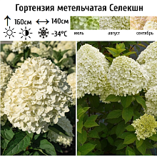 Основное изображение товара