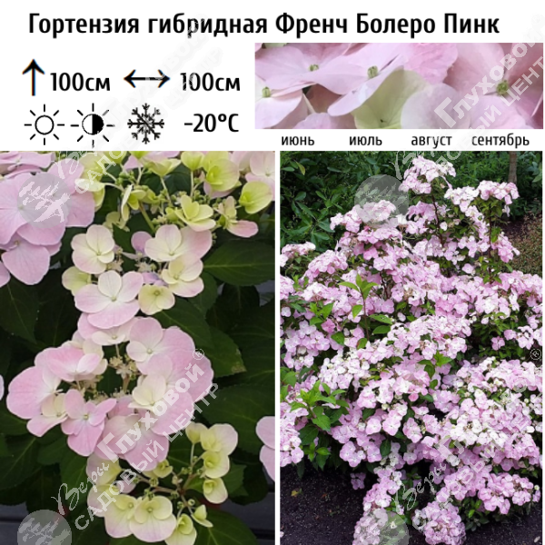 Гортензия гибридная "Френч Болеро" Пинк на фото