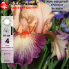 Ирис бородатый (Iris bearded) высокий Chevalier De Malte С3 ФК/23