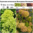 Гортензия метельчатая 