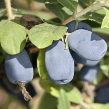 Основное изображение товара