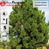 Сосна черная (Pinus nigra) Бонсай Шт-120 С40 ИТМ/25